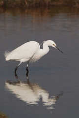 David Plant Photography - Wildlife Photography - Little egret - K
